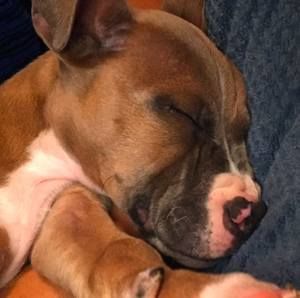 Meet your Posher, Isaiah